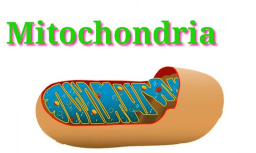 Mitochondria Structure and function || Human Biology 2021 Hindi #humanbiology #mitochondria #cell