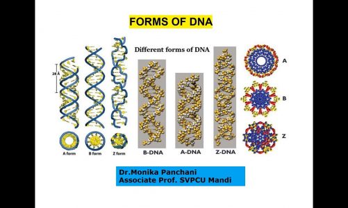 Forms of DNA