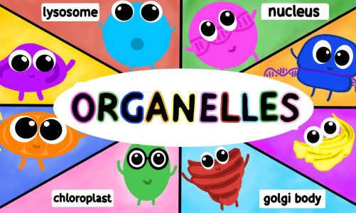 Organelles: Structure and Function (AP BIOLOGY)
