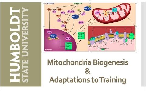 KIN425 Exercise and Mitochondria Biogenesis