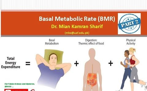 Basal and Resting Metabolic Rate   (Part 2)