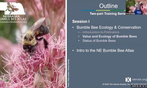 Nebraska Bumble Bee Atlas Training I: Bumble Bee Ecology, Conservation, and an Intro to the NE BBA