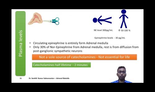 Physiology of Adrenal Medulla