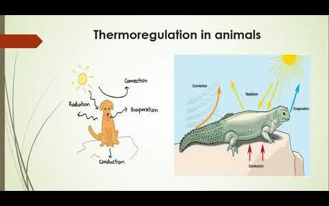 Thermoregulation in Plants and Animals  Lecture #  12