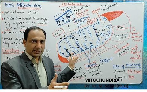 Mitochondria (Structure and Functions)
