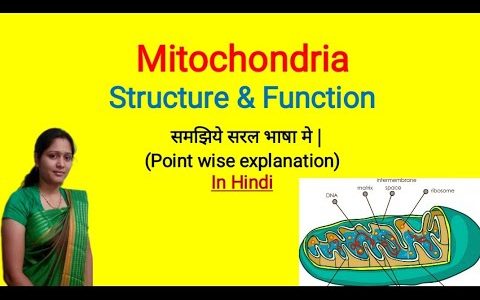 Mitochondria | Structure and  Function of Mitochondria | In Hindi