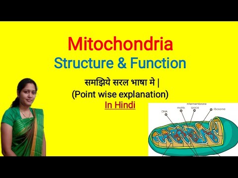 mitochondria assignment pdf in hindi