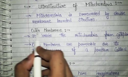 Mitochondria for class 9 & 11 | Question Answer | Notes | by YT Science Study