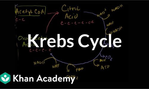 Krebs / citric acid cycle | Cellular respiration | Biology | Khan Academy