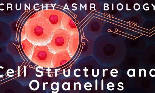 ASMR The Structure of Cells and its organelles ASMR Biology