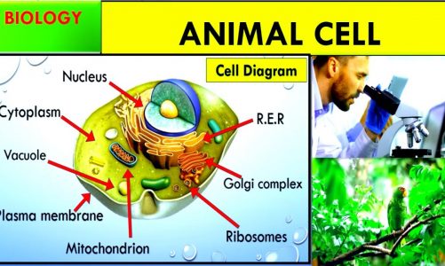 Animal cell | cell organelle | nucleus | mitochondrion | Golgi body | biology | parts of cell.