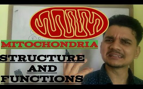Structure and Function of Mitochondria….