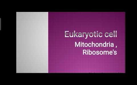 Eukaryotic cell/ mitochondria/ribosome