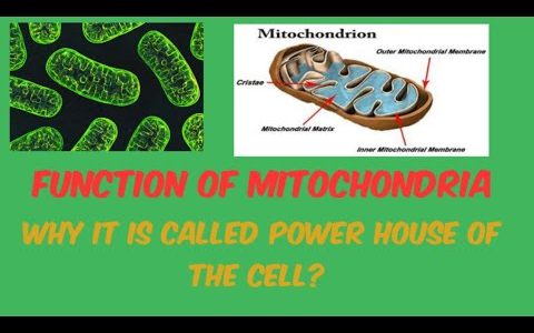 #Mitochondaria #Structure #Function Mitochondria and their function
