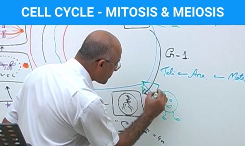 Cell Cycle and Genes – Mitosis & Meiosis