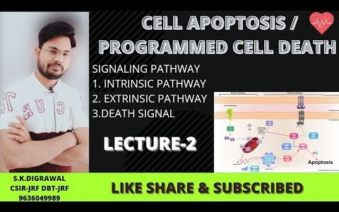 CELL APOPTOSIS (LECTURE-2)|| PROGRAMMED CELL DEATH || INTRINSIC & EXTRINSIC || CONCEPT OF BRAIN