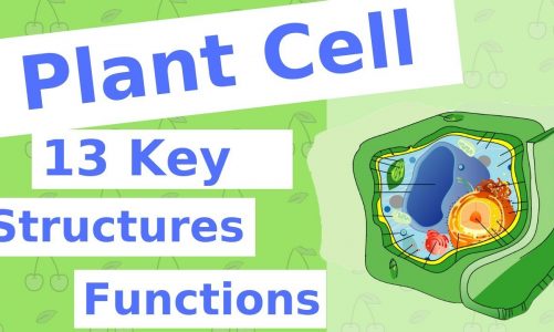 The Plant Cell | 13 Key Structures