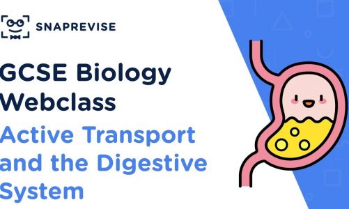 GCSE Biology: Active Transport and the Digestive System | Revision Webclass