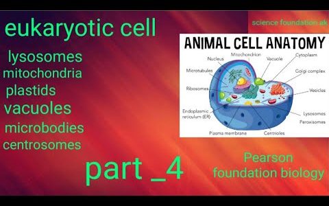 cell _the basic unit of life lysosomes, mitochondria, plastids, etc. (Hindi)  part _4