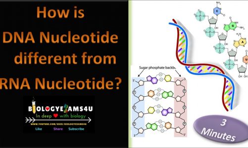 Difference between DNA nucleotide and RNA Nucleotide