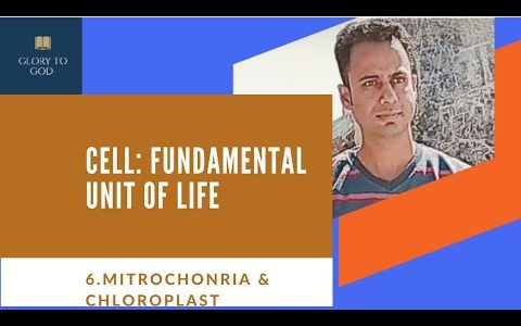 STRUCTURE AND FUNCTIONS OF MITOCHONDRIA AND CHLOROPLAST | BY – AMIT SIR