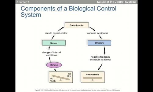 control of internal environment and bioenergetics I