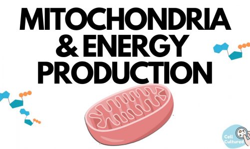 Mitochondria & Energy Production