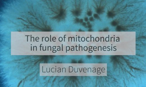 The role of mitochondria in fungal pathogenesis