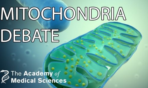 The Great Mitochondria Debate