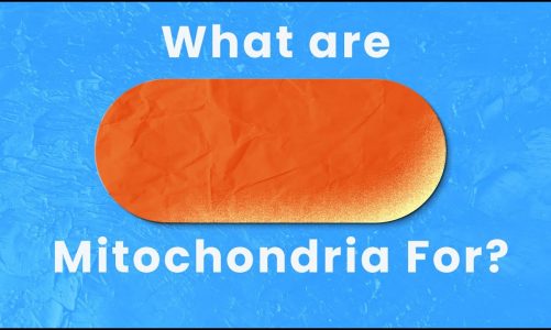 WAY More than a Powerhouse: The Incredible Roles Mitochondria Play