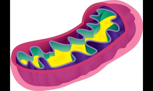 histology – mitochondria – DR MOHAMED ELABSHITY