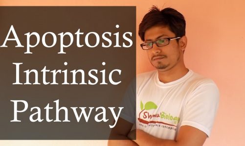 Apoptosis Pathway | Apoptosis Intrinsic Pathway