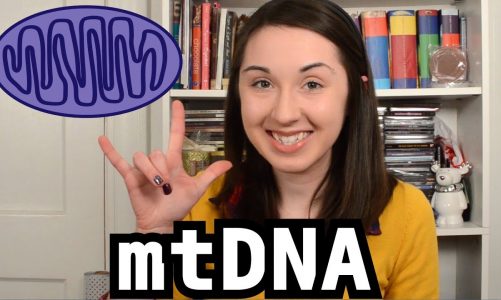 Mitochondrial DNA: Bite Sci-zed