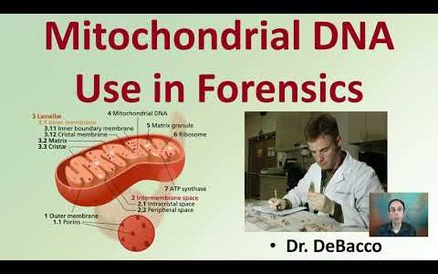 Mitochondrial DNA Use in Forensics