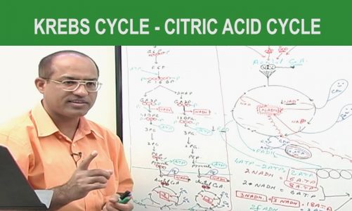 Krebs Cycle – Citric Acid Cycle – Cellular Respiration