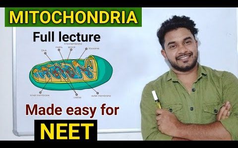 Mitochondria Structure and Function | powerhouse | Neet 2020