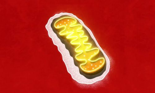 What are mitochondria and how do they fuel your body?