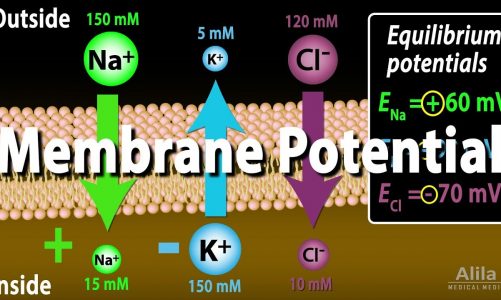 Membrane Potential, Equilibrium Potential and Resting Potential, Animation