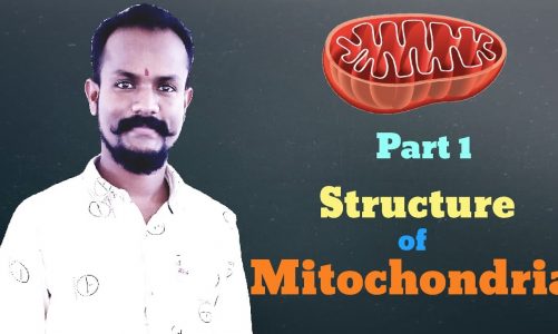 Mitochondria Structure: by Anand kumar Sao