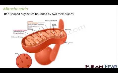 Mitochondria part1