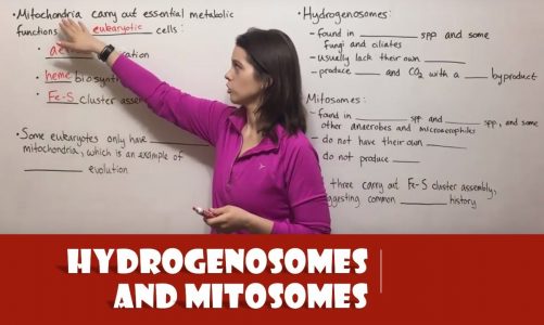 Hydrogenosomes and Mitosomes