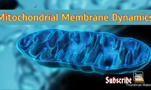 Mitochondrial Membrane Dynamics.