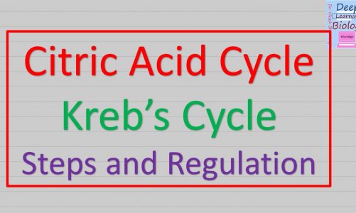 Kreb's Cycle : Citric acid cycle – steps and regulation