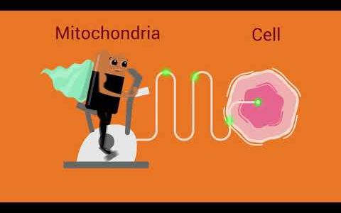 Mitochondrial medicine