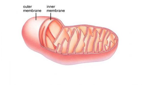 Functional zones in a mitochondrion