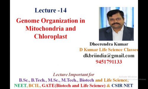 Genome Organization in Mitochondria and Chloroplast by Dheerendra Kumar