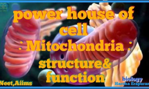 Mitochondria (The power house of the cell) structure and function.biology 3d