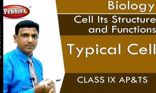 Typical Cell : Cell Its Structure and Functions | Biology | Class 9