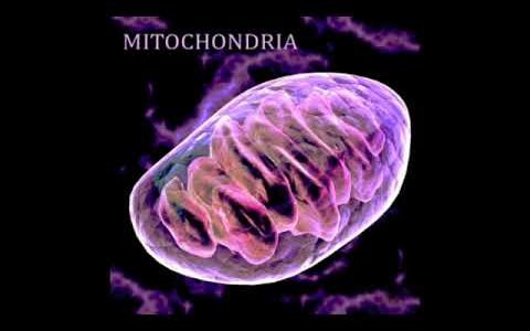 Mitochondria (Mother, Bride, Jerusalem).