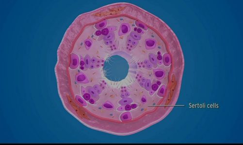 Spermatogenesis – Embryology / 3d animation / Explained | Pre-clinical |